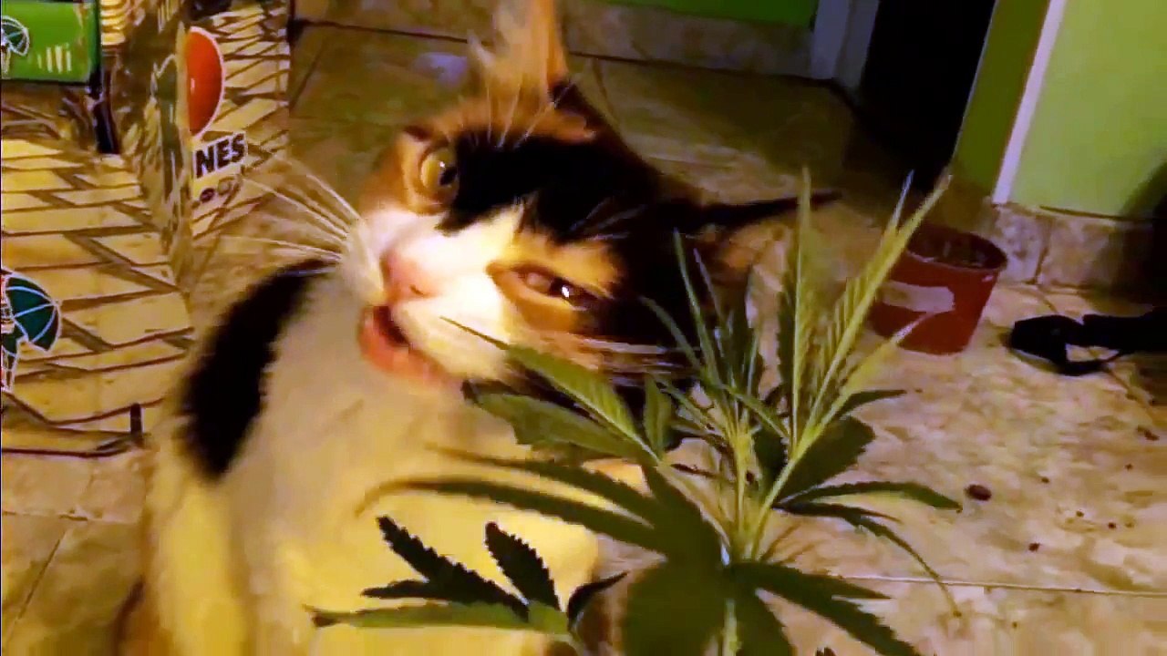 Funny Cat Eating Marijuana