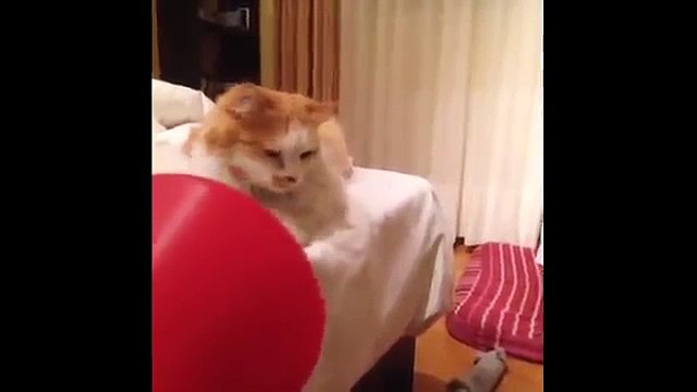funny cat pranks videos funny cat reaction to fart that will make you laugh so hard you cry.