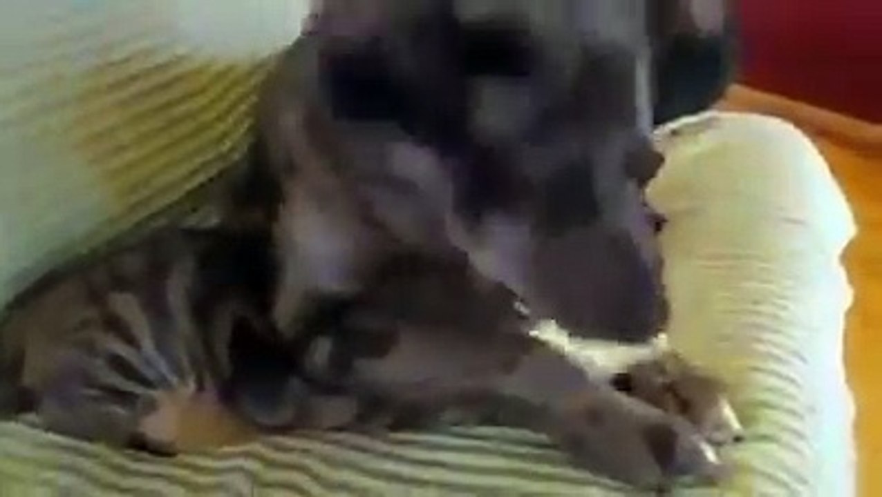 Laughing funny 42