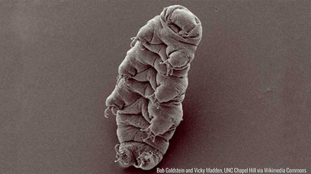 Tardigrades : ces étranges créatures survivent (presque) partout