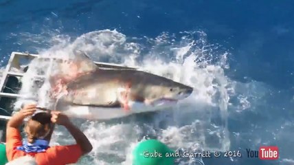 Un grand requin blanc rejoint un plongeur dans sa cage.