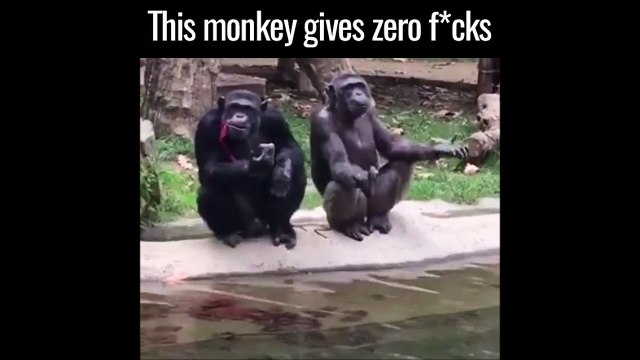 Je m'en bat les steaks je vous emmerde tous - Ce singe est un thug