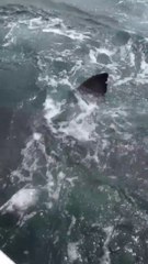 Quand un requin blanc a décidé de ne pas te lacher