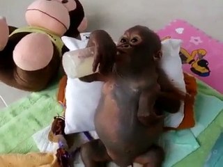 Biberonla süt içen bebek maymun