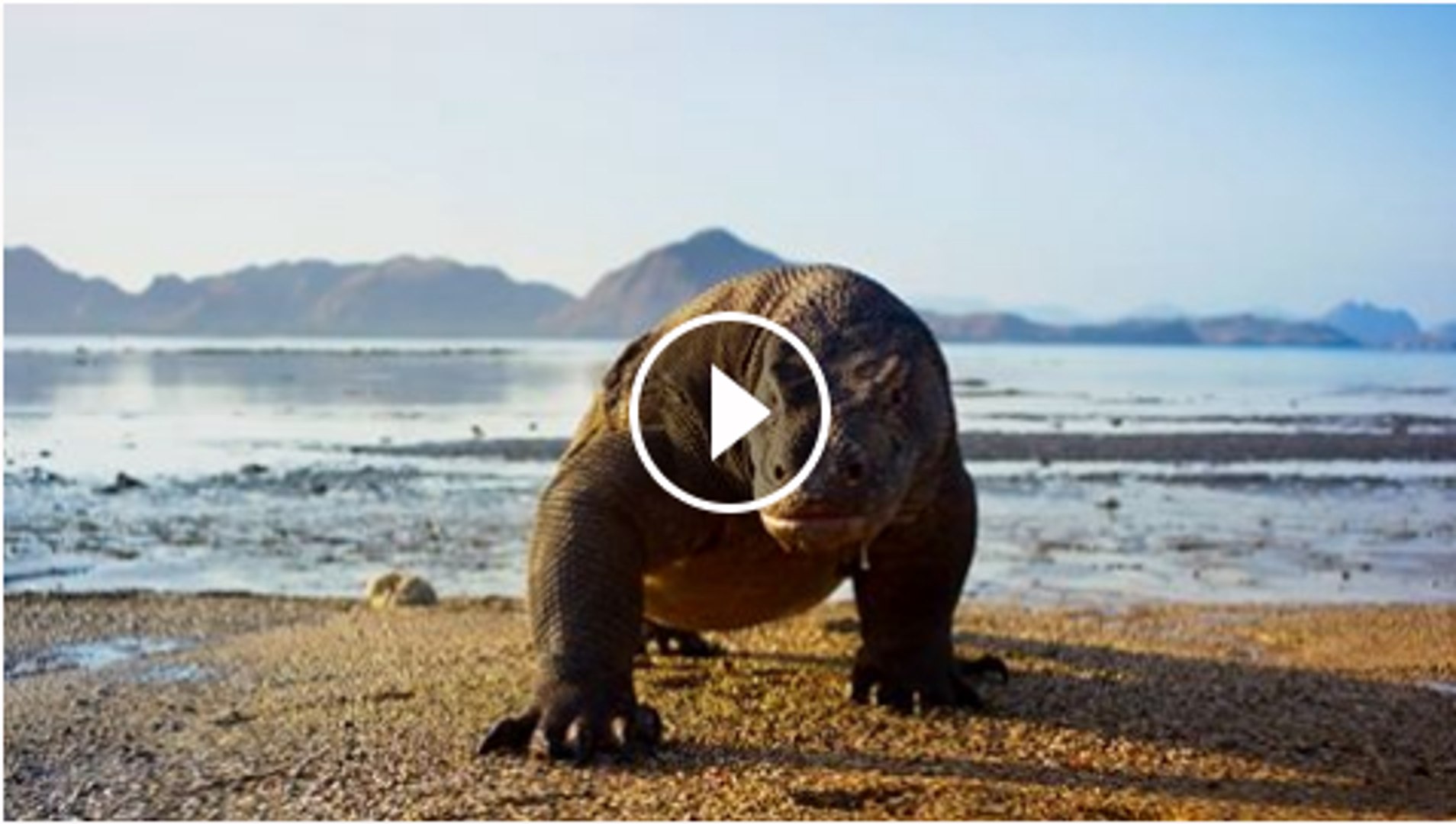 ⁣This is planet earth for shocking animals