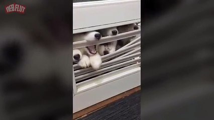 The Walking Dead version Chiot