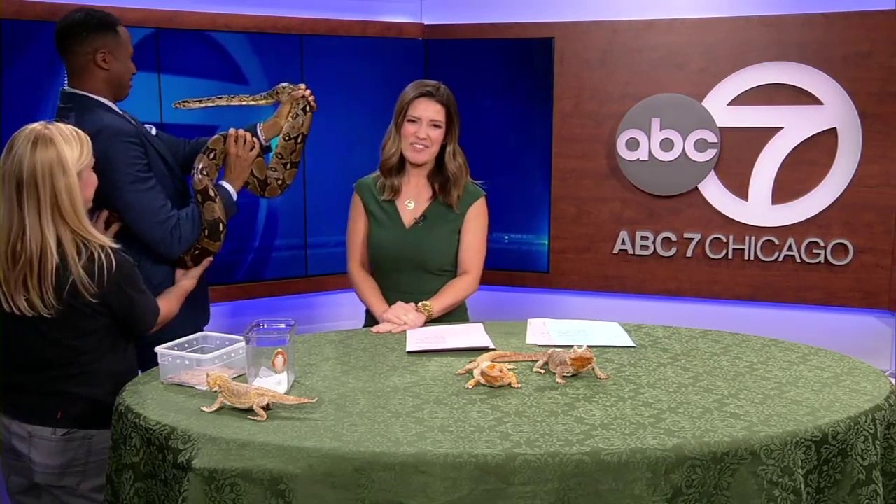 Cri ridicule d'un présentateur TV effrayé par ce Serpent énorme lol