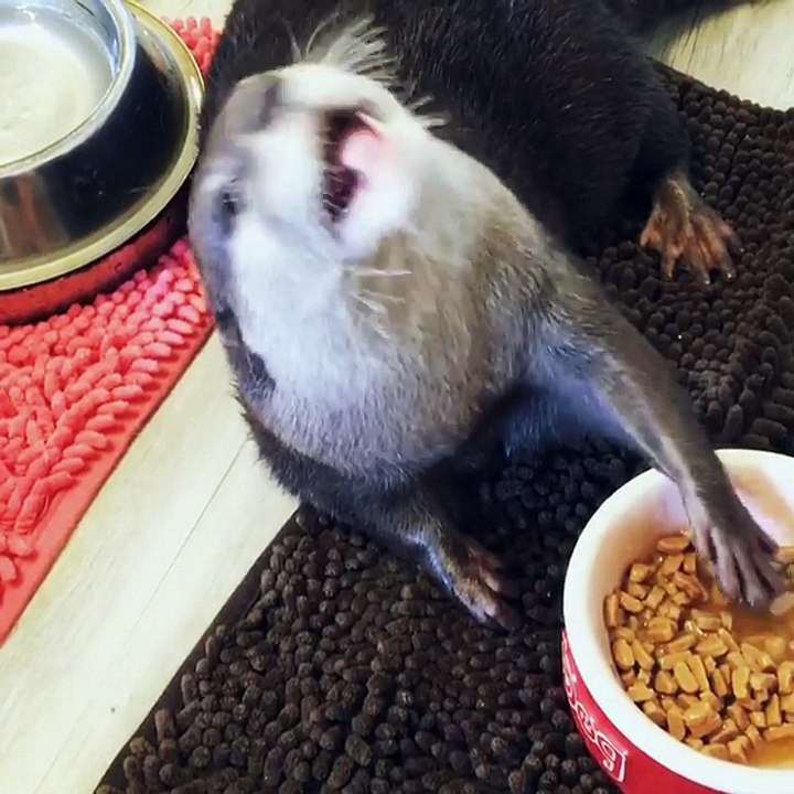 Cette loutre toute mignone mange ses croquettes en les attrapant avec ses petites pattes