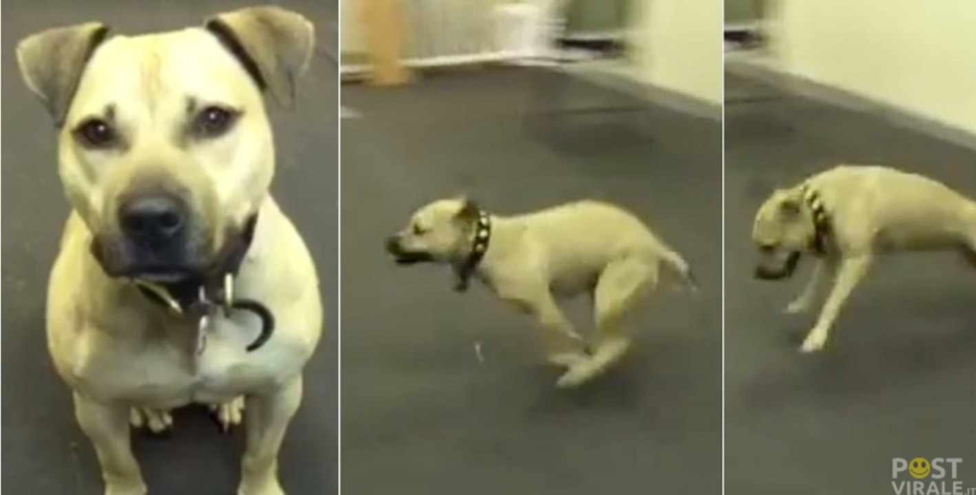 Un cane adottato mangia la pizza per la prima volta. La sua reazione ti farà morire dal ridere