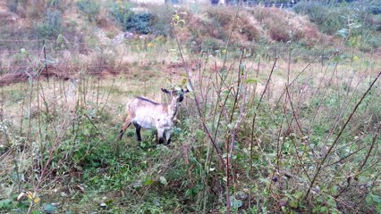 Des chèvres installées à Huningue pour débroussailler un terrain communal