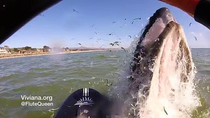 It goes offshore with her friend. This is what happens