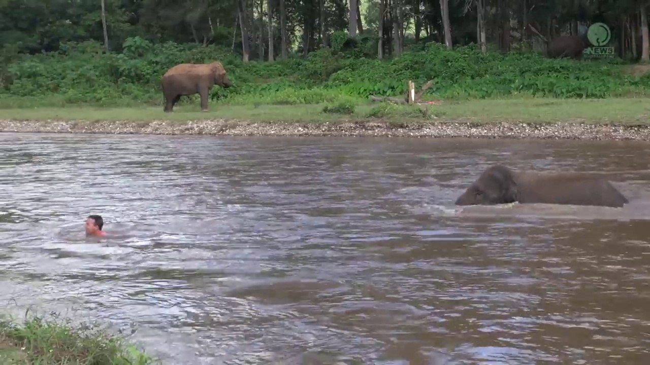 un éléphant sauve un homme de la noyade