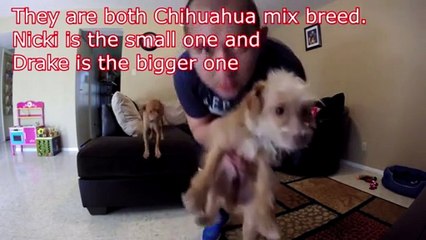 It puts a camera to spy on his dogs.