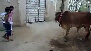 Desi Cow amazing trick  Japani Version Must Watch