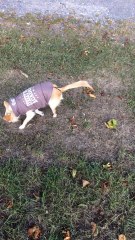 BIBCHE QUI EST MALADE PROBLEME AU CERVEAU