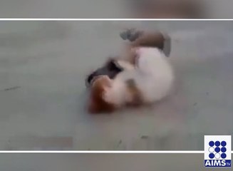 جنگ عظیم کی تیاری دیکھیے اس ویڈیو میں