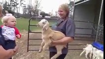 Child Vs Goat Child