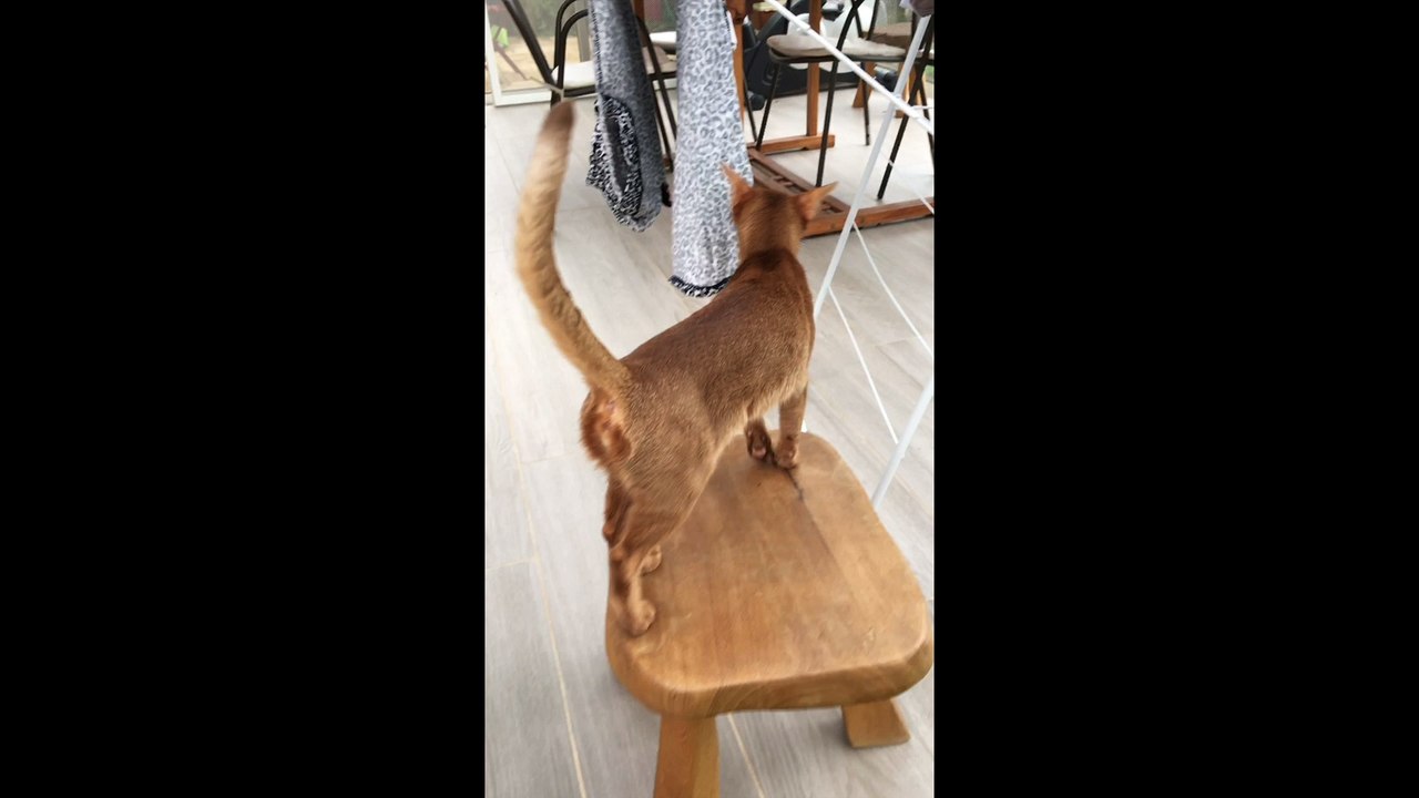 ABYFELIS Icone, 3 ans
