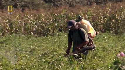 линии Наска