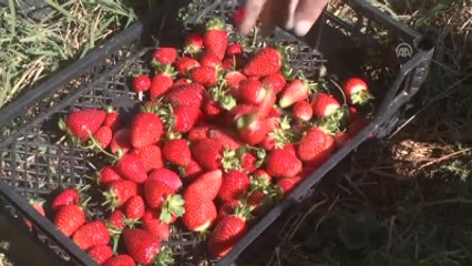 Muş'ta Sonbaharda da Çilek Üretiliyor