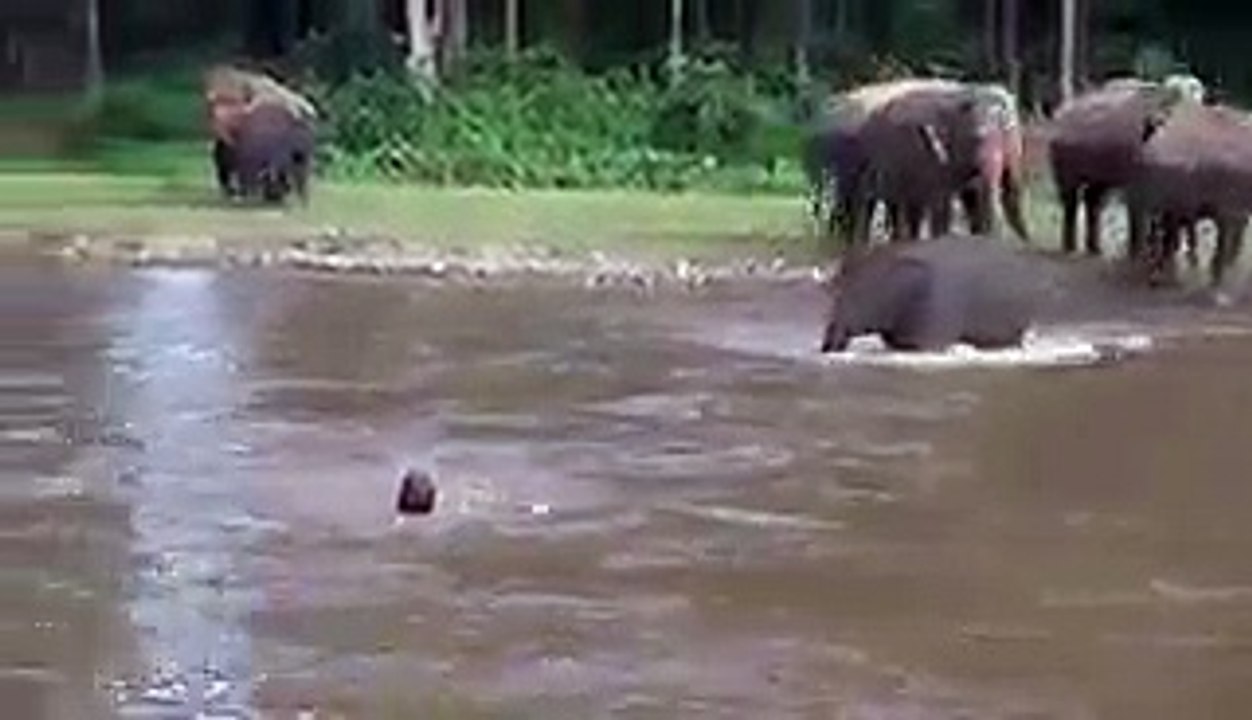 Un éléphant sauve un homme de la noyade en se jetant à l'eau !