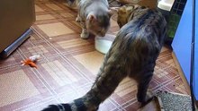 Котики отбирают друг у друга молоко