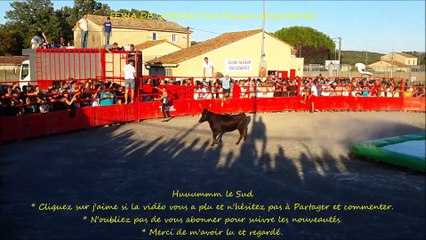QUISSAC-Toro Piscine-2016-08-10-VC-Taureaux