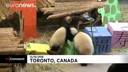Canada: Birthday party for two Pandas