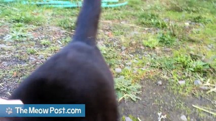 Le miaulement de ce chat a impressionné des millions d'internautes !