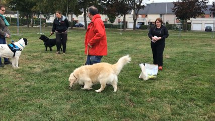 Education canine dans le quartier nord de Lisieux