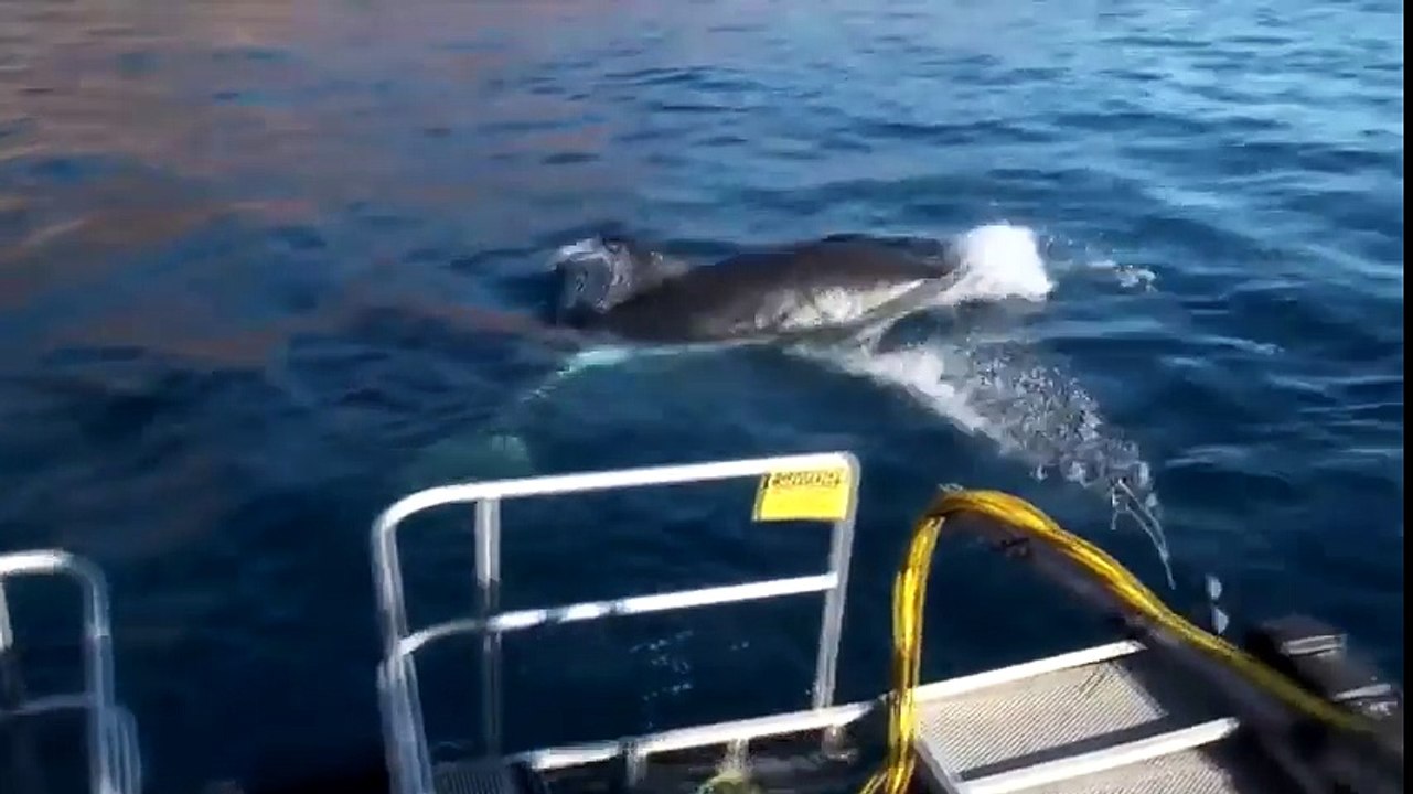 Voici pourquoi vous ne trouverez jamais de requin blanc dans un aquarium