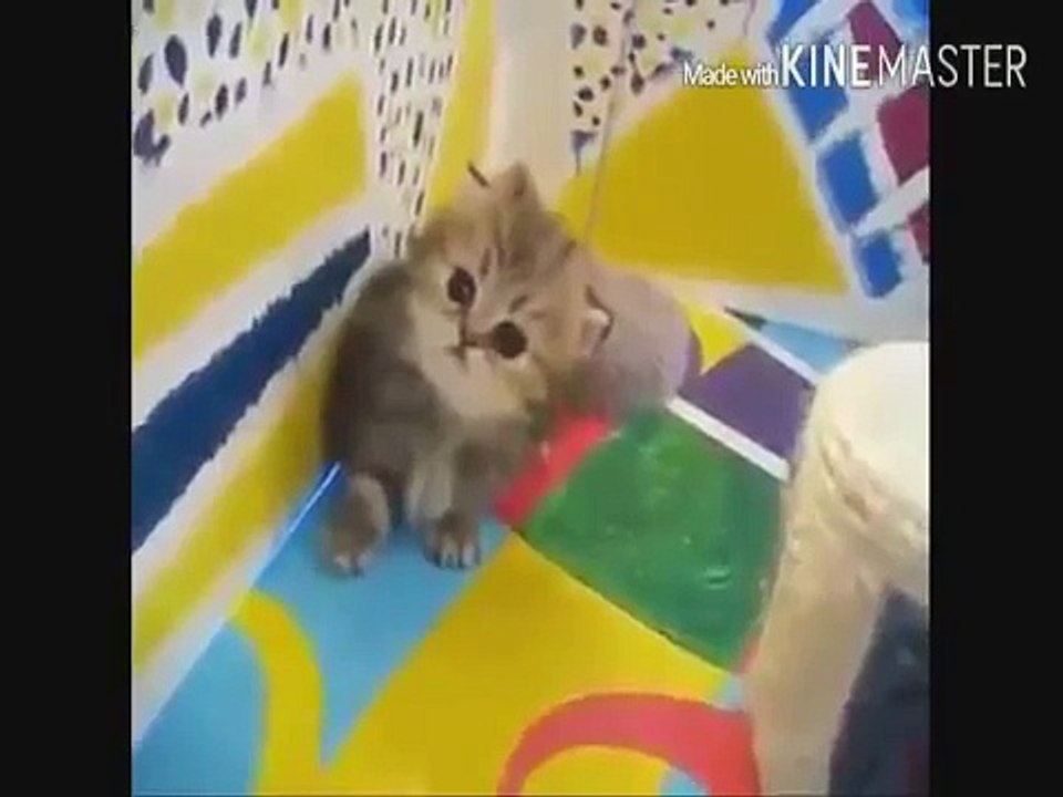 【猫動画】かわいい！猫のおもしろ動画集【動物】