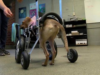 Dog born with no front legs gets wheelchair