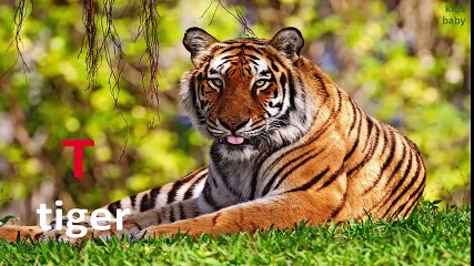 Alphabets Animals Song   ABC Song For Children