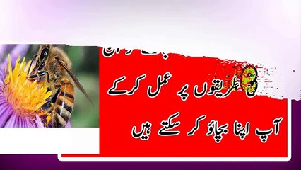 Ager shehad ki makhi kaat jaie to kese bacha jaie