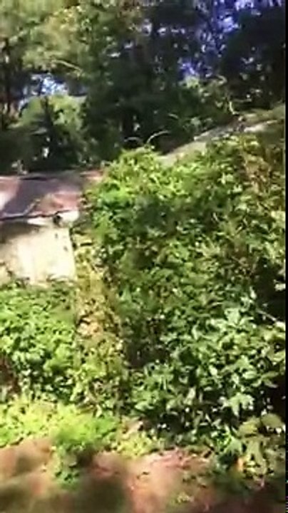 THERE WAS A MONSTER IN MY SHED!!!