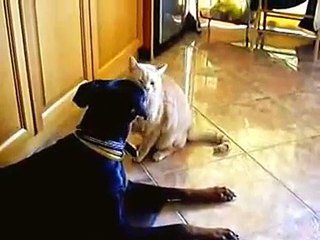 Cat runs into the fray