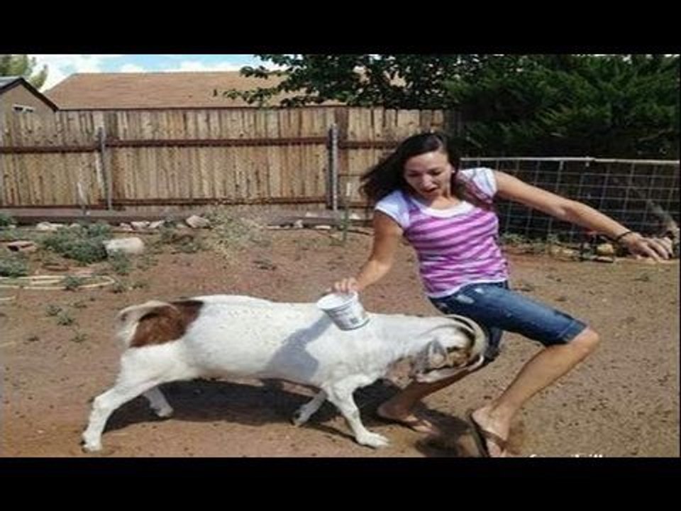 Crazy Animals Gone Mad Compilation 2016 -Top Funny Videos - Top Funny Prank - Funny Fails Compilation 2016