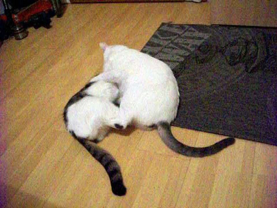 Harvey und Vinzent am 14.10.2016