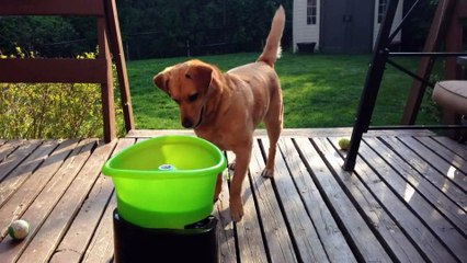 Cachorro se diverte com lançadeira^^