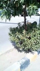 A Dog Holding A New Born Baby And Running On The Roads Of Karachi