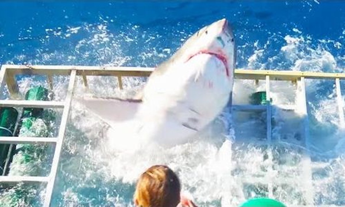 Un plongeur qui filmait dans une cage de requin sort miraculé lorsque celui-ci enfonce la cage !