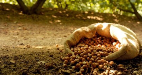 İtalyanların Türk Fındığını Kötü Gösterme Çabasına Cevap: Ciddiye Almıyoruz