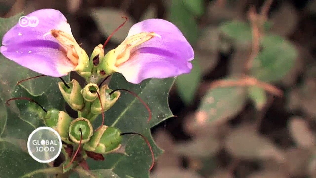 Mumbais Mangroven in Gefahr | Global 3000