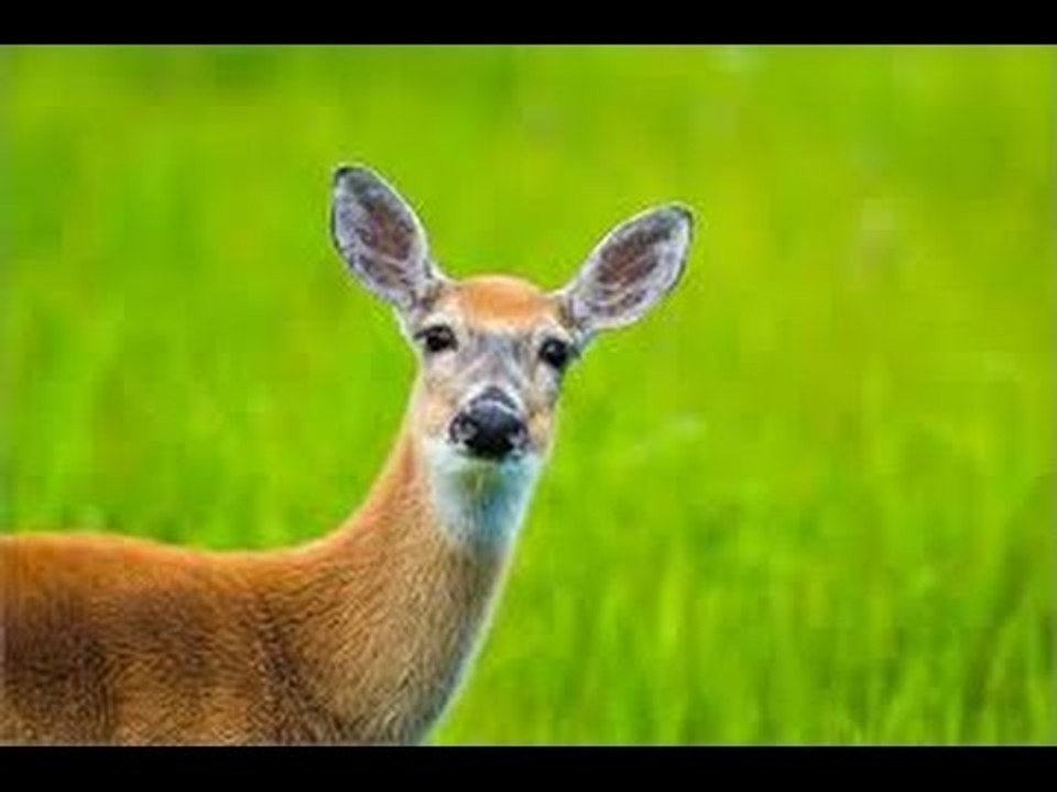 Récitation du Coran qui apaise le coeur et l'âme - LYRICS en FRANCAIS