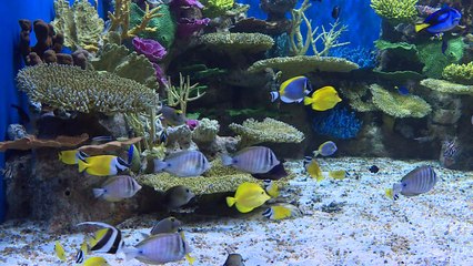 AquaRio, el acuario más grande de Sudamérica