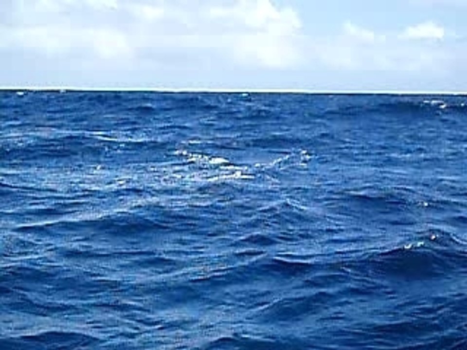 Baleines à bosse dans la baie de Samana en R.D.