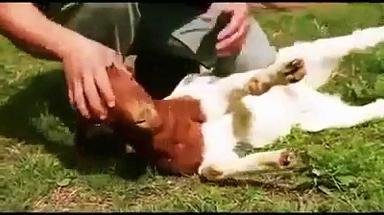 This is Total Submission. - YouTube.FLV