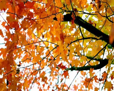 İncesaz - Rüzgar Uyumuş Ahraz..