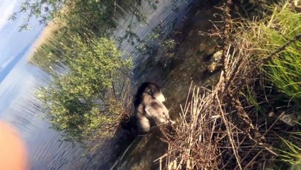 Alaz the siberian husky enjoying lake ohrid